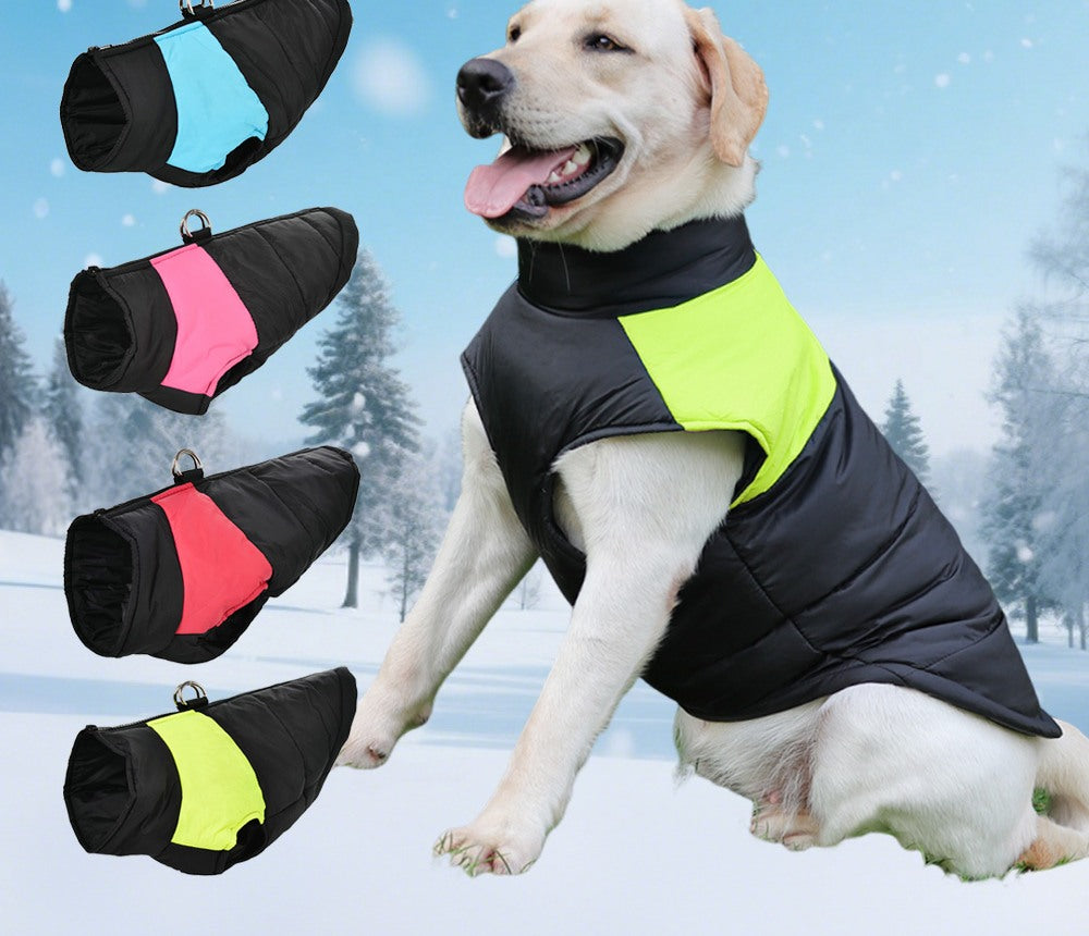 Chien en manteau d hiver dans la neige - Chaudoune