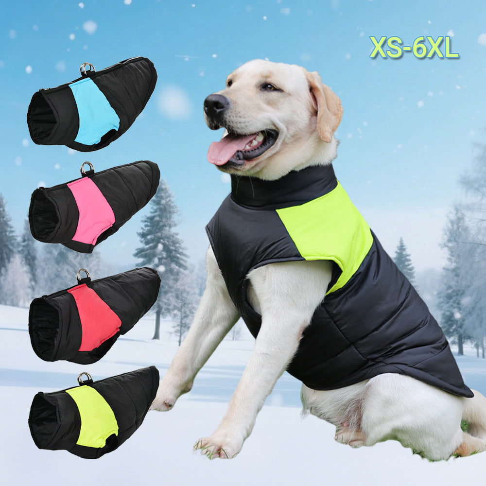 Chien en manteau d hiver dans la neige - Chaudoune